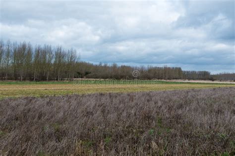 View Over Trees and Meadows at the Belgian Countryside Around Zoutleeuw ...