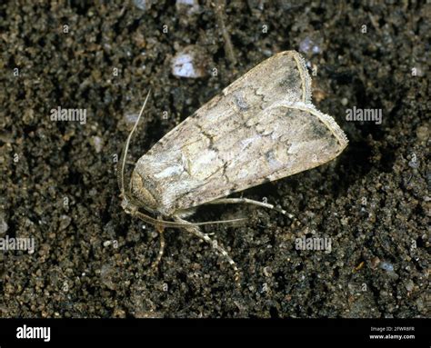 Turnip Cutworm Agrotis Segetum Moth Pale Grey Version Of Polyphagous