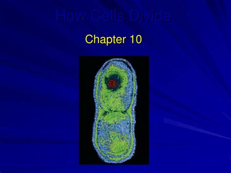 Ppt How Cells Divide Powerpoint Presentation Free Download Id 3991454