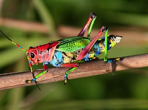 Is This a Real Rainbow Grasshopper? | Snopes.com