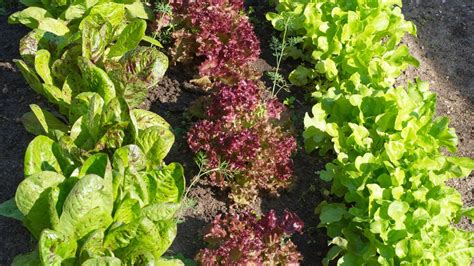 35 Different Varieties Of Lettuce To Grow This Season