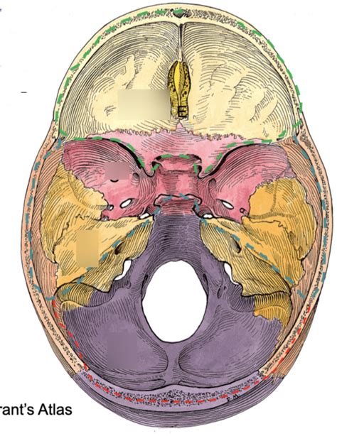 Superior View Of Cranial Base Week Diagram Quizlet