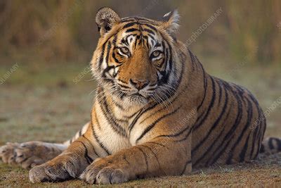 Bengal tiger female - Stock Image - F023/3183 - Science Photo Library