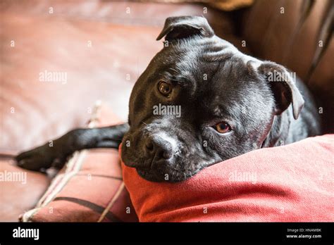 Is Staffordshire Bull Terrier A Dangerous Dog