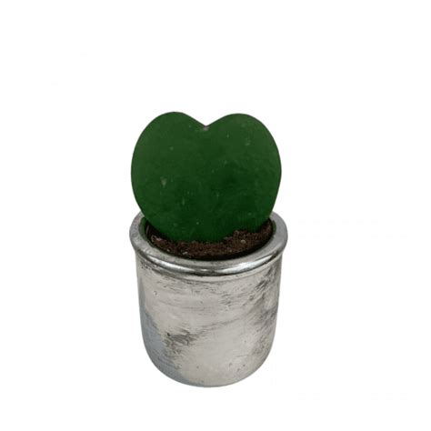 Hoya Kerri Heart In Metal Pot Flowers Talk Tivoli