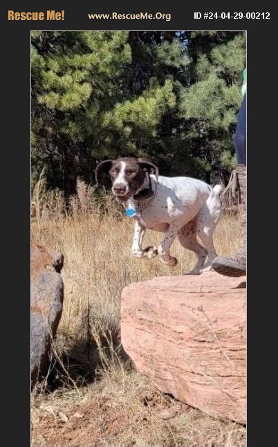 ADOPT 24042900212 German Shorthaired Pointer Rescue Las Vegas NV