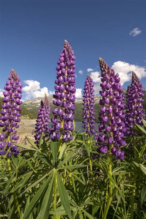 Fiori E Alberi Intorno Al Lago Ceresole Reale In Piemonte Immagine