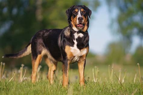 Dog Constipation Causes And Solutions Crystal Lake Vet