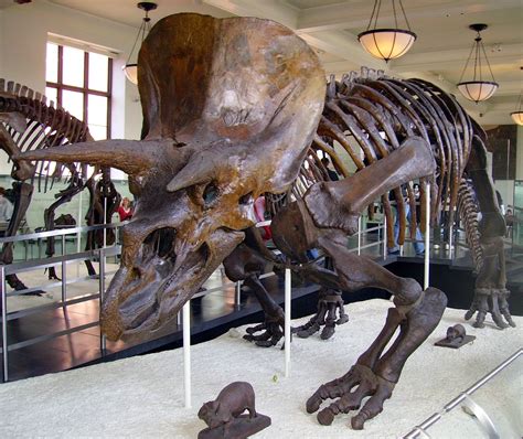 evolution in action: ceratopsians and the paleontological evidence for ...