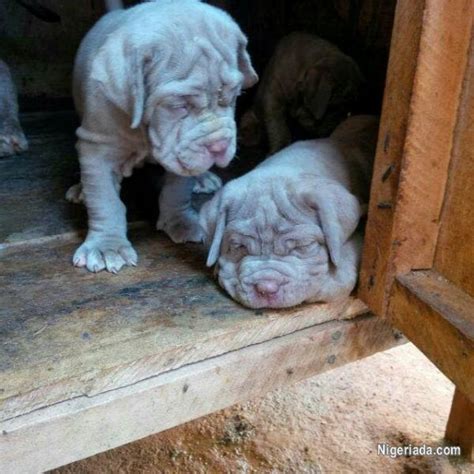 Pure Breed Neopolitan Mastiff For Sell Dogs Puppies For Sale In Jos