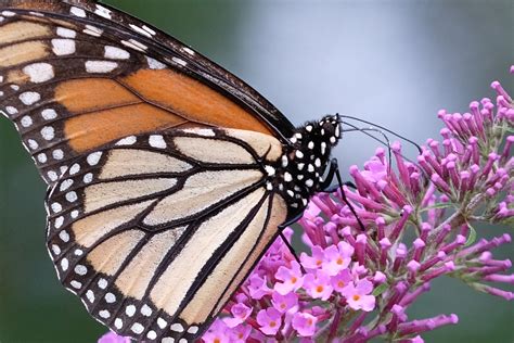 Monarch Feeding Fuji Xt Ja H Flickr