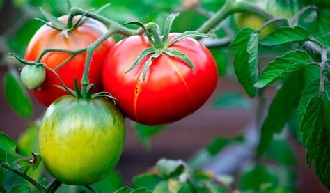 Tomates Quel Engrais Choisir Et Comment L Utiliser Jardiland