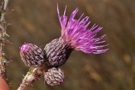 Cirsium palustre (Asteraceae) image 94220 at PhytoImages.siu.edu