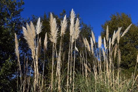 L Herbe De La Pampa Cortaderia Selloana Est Une Plante Envahissante