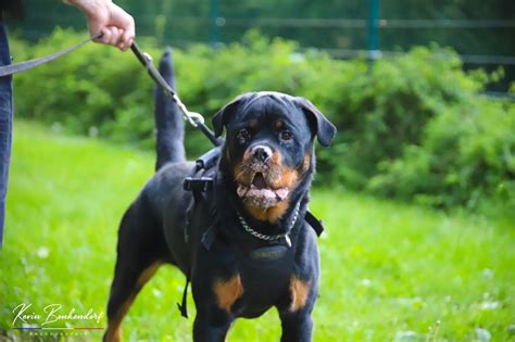 Toulouse Il Frappe Sa Chienne à Coups De Hache Elle échappe à La Mort