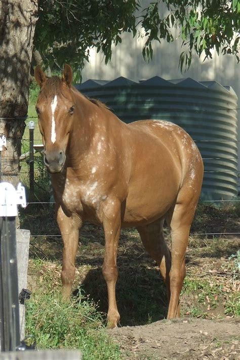 17 Best images about Snowflake Appaloosa Coloring on Pinterest | Coats, Snowflakes and Western ...