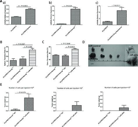 Overexpression of miR-449a promotes self-renewal and tumorigenesis in ... 