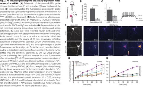 Local Stimulation Leads To The Rapid And Spatially Restricted