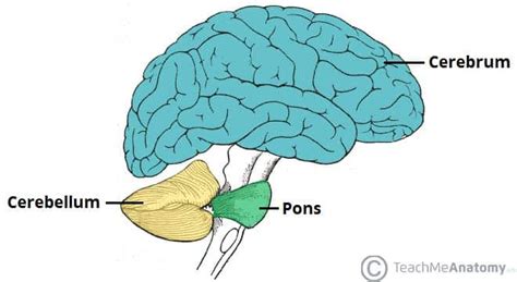 The Cerebellum Structure Position Vasculature Teachmeanatomy