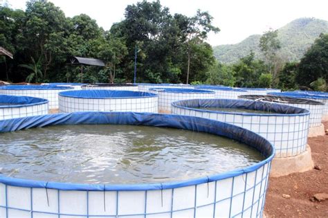 Ikan Lele Cara Mudah Beternak And Budidaya Di Kolam Terpal Lengkap