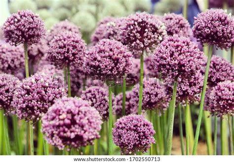 1,256 Allium Ampeloprasum Images, Stock Photos & Vectors | Shutterstock