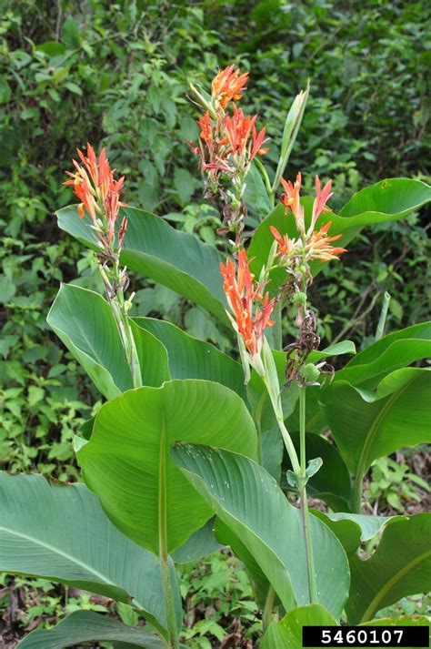 canna (Genus Canna)