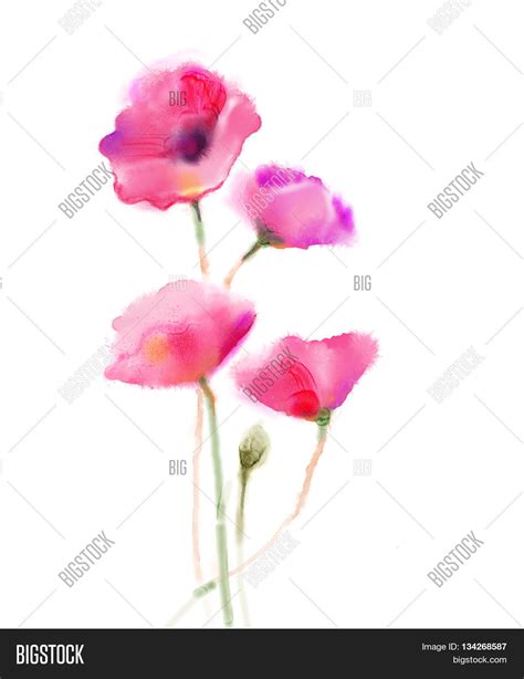 Watercolor painting poppy flower. Isolated flowers on white background ...