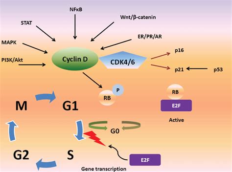 Clinmed International Library Overcoming Endocrine Resistance In