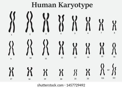 Human Karyotype Photos and Images | Shutterstock