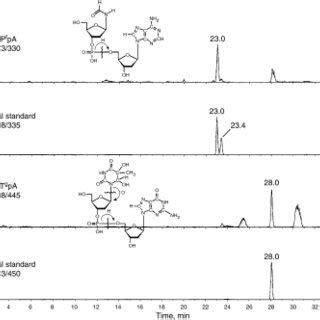 Lc Ms Ms Elution Profiles Of The Formamide And Thymine Glycol