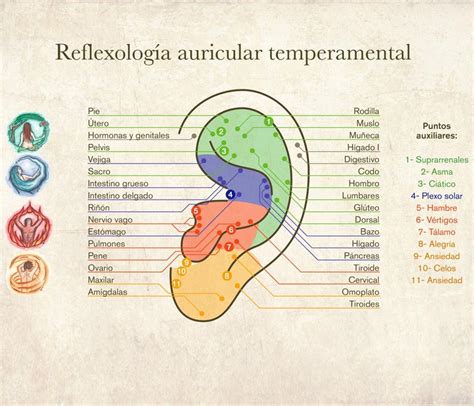 Reflexolog A C Mo Funciona Beneficios Y Mapas Puntos Reflejos