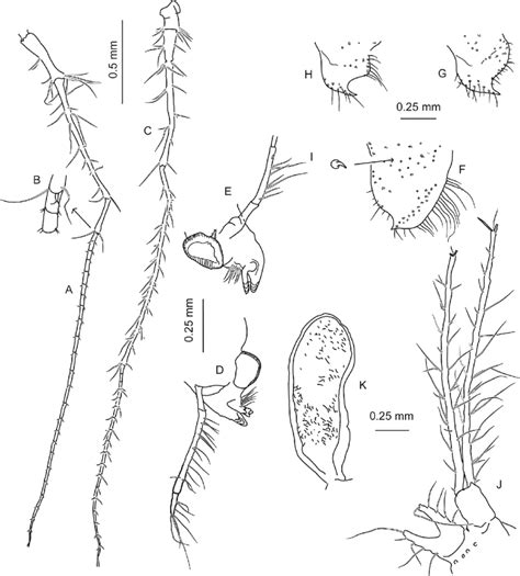 Lepechinella Norvegica Sp Nov Allotype ♀ A A1 B Accessory Fl Download Scientific