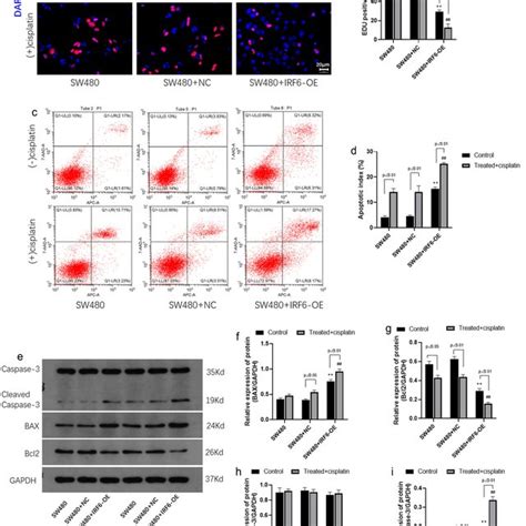 The Mrna And Protein Expression Of Irf Was Measured In Crc Cells As