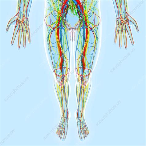 body anatomy artwork stock image  science photo