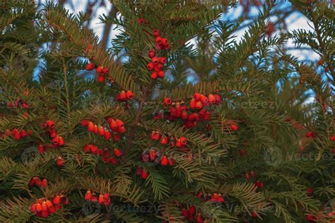 Yew Tree With Red Fruits Taxus Baccata Branch With Mature Berries