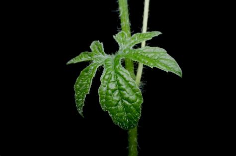 Premium Photo | Close up leaves ivy gourd (coccinia grandis (l.) voigt ...