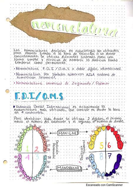 Nomenclatura Dental Nomenclatura Dental Cirujano Dentista Udocz