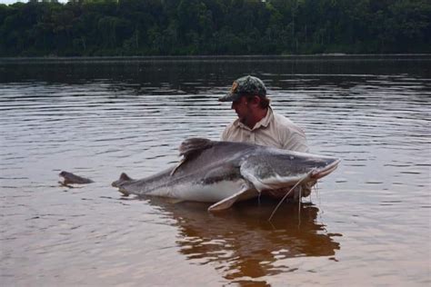 Piraiba Catfish - Amazon Game Fishing Guide | Amazon-Angler