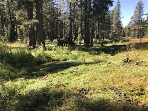 Beartrap Meadow • Syrcl
