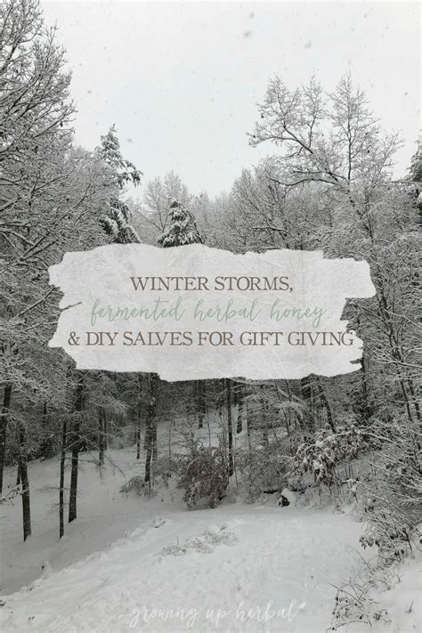 Winter Storms, Fermented Herbal Honey Recipe, and DIY Salves for Gift Giving - Growing Up Herbal