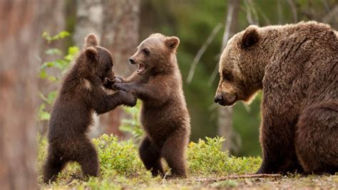 Bear Cubs Wallpapers - Wallpaper Cave