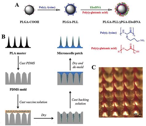 A Schematic Of The Preparation Procedure Of Plga Pll í µí¾pga Ebodna Download Scientific