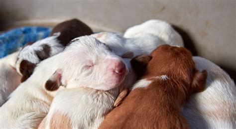 Cuidados B Sicos Para Un Perro Reci N Nacido Cl Nica Veterinaria Somo