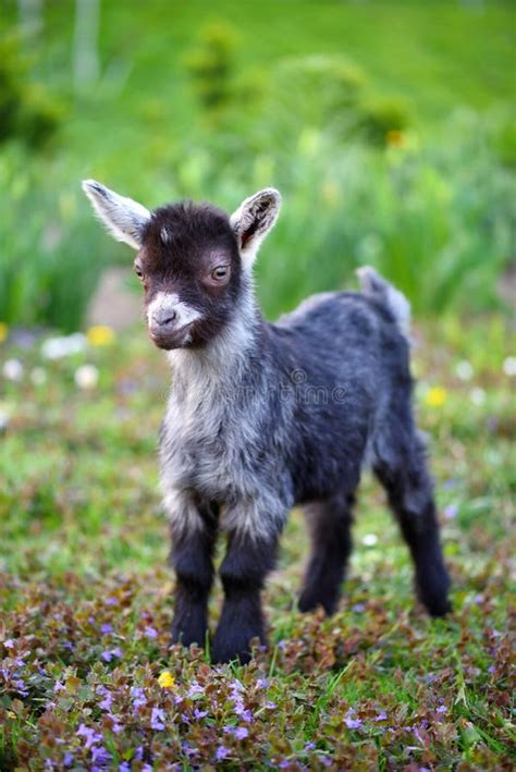 A Cute Baby Goat Standing On Green Lawn Stock Image Image Of Furry