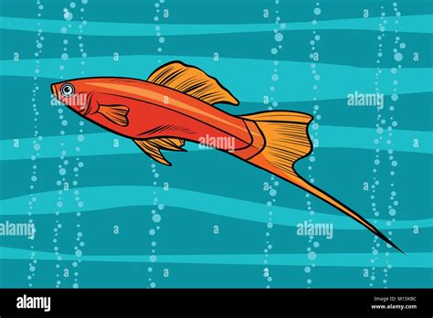 Swordtail Aquarium Fish Stock Vector Image And Art Alamy