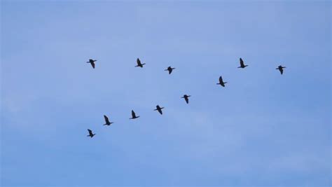 Birds Flying In V Formation Footage Videos And Clips In Hd And 4k