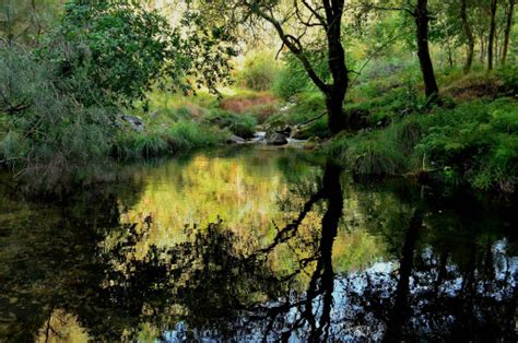 Fotos gratis paisaje árbol agua naturaleza bosque pantano