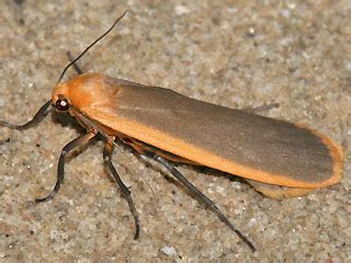 Eilema Depressa Nadelwald Flechtenb Rchen Buff Footman