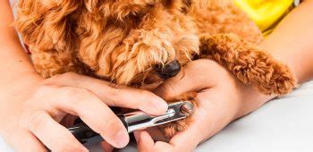 Estética canina salud y belleza para los perros Cursos es