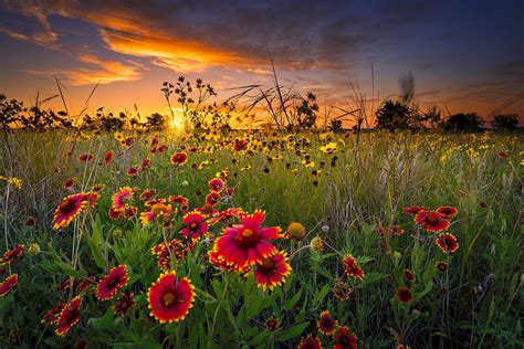 Texas Wildflowers At Sunset Texas Pretty Colorful Lovely Bonito